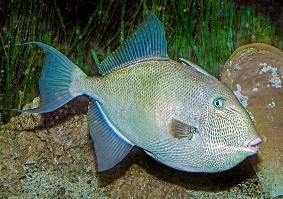 Imagem do Peixe Porco